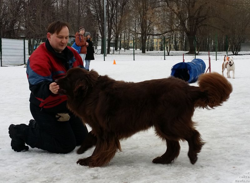 Фото: ньюфаундленд Фееричная Фортунатусси с Берега Дона (Feerichnaja Fortunatussi s Berega Dona), Леонид