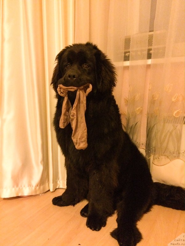 Фото: ньюфаундленд Хилда Фулфилмент оф Дреамс Блак Легенд (Hilda Fulfillment of Dreams Black Legend)