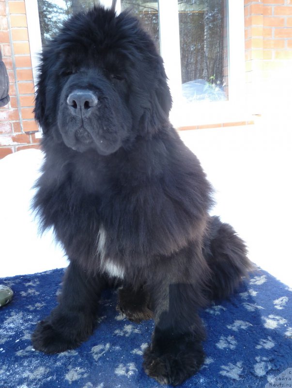 Фото: ньюфаундленд Newettas Ice Princess Of Denmark