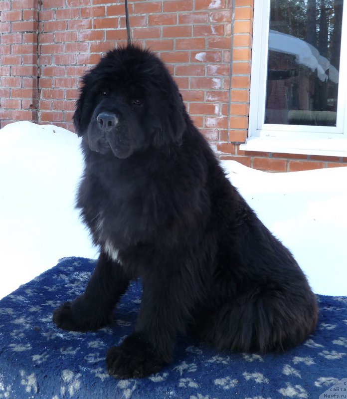 Фото: ньюфаундленд Newettas Ice Princess Of Denmark