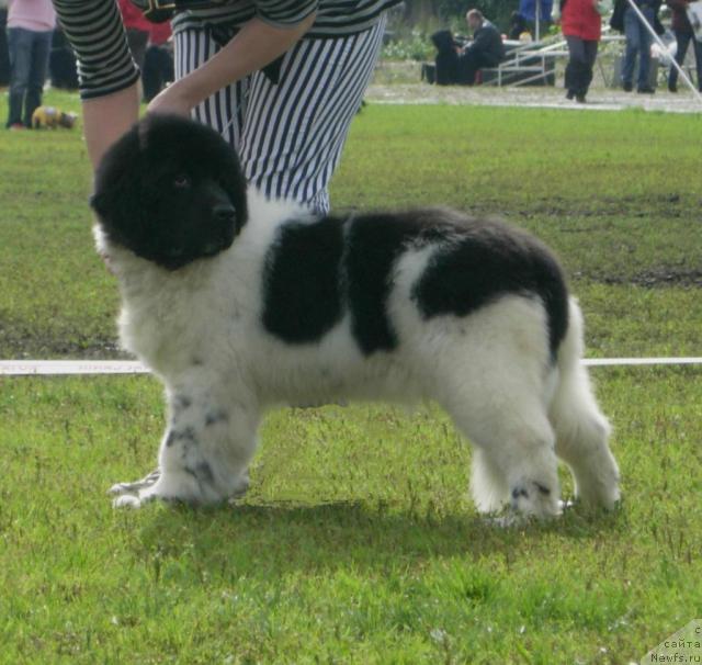 Фото: ньюфаундленд Don't Worry Be Happy de L'Etoile de Cyrice