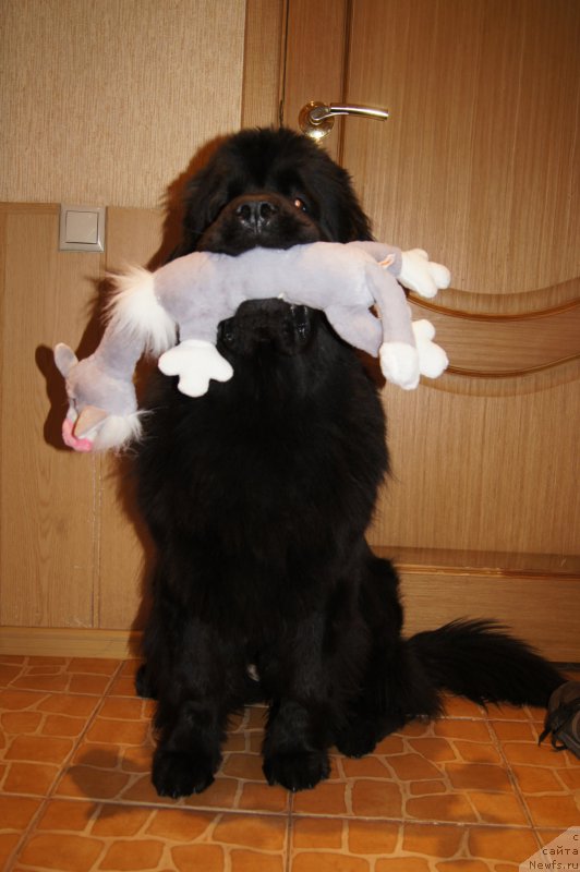 Фото: ньюфаундленд Бегущая по Волнам Фогет Ми Нот