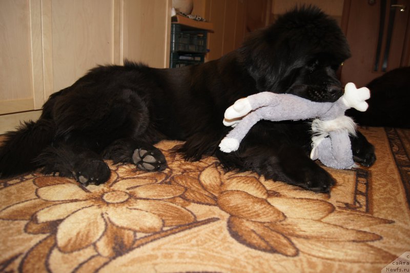 Фотография № 176381