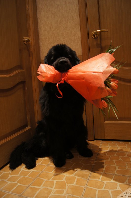 Фото: ньюфаундленд Бегущая по Волнам Фогет Ми Нот