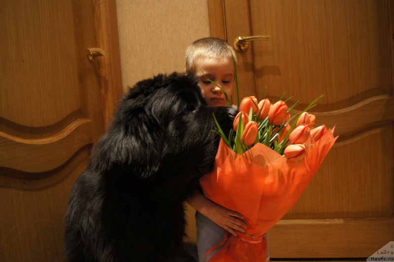 Фото: ньюфаундленд Бегущая по Волнам Фогет Ми Нот