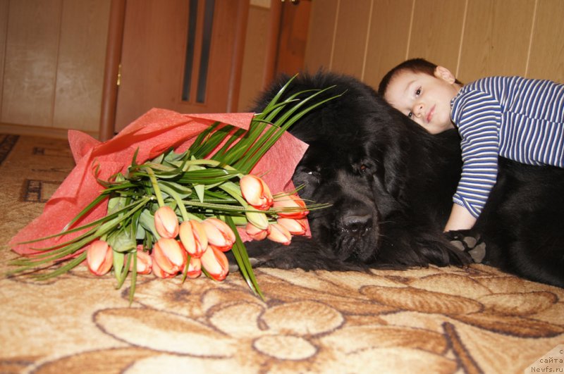 Фото: ньюфаундленд Бегущая по Волнам Фогет Ми Нот