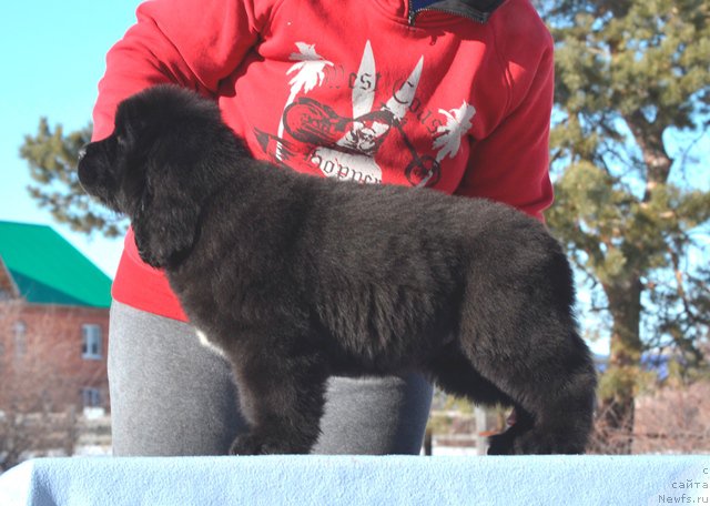 Фотография № 176386