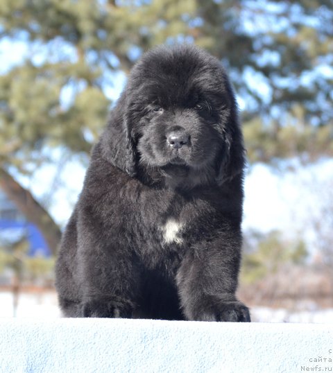 Фотография № 176390