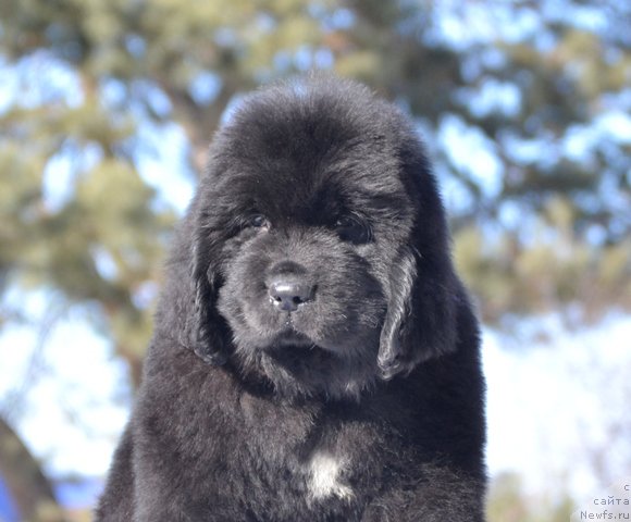 Фотография № 176391