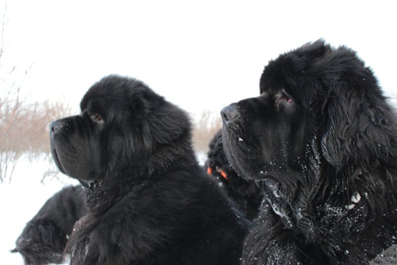 Фотография № 176393