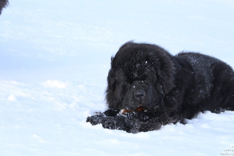 Фотография № 176394