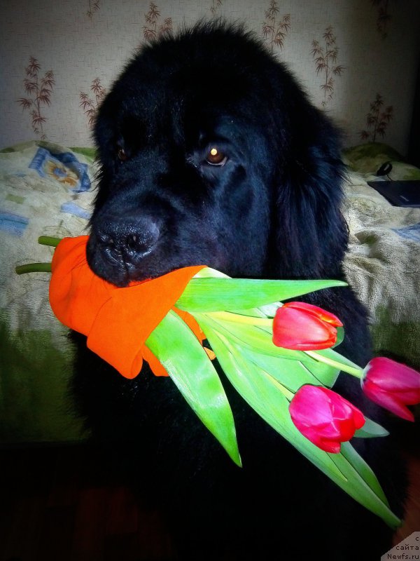 Фото: ньюфаундленд Черный Чанк с Берега Дона (Chernyj Chank s Berega Dona)