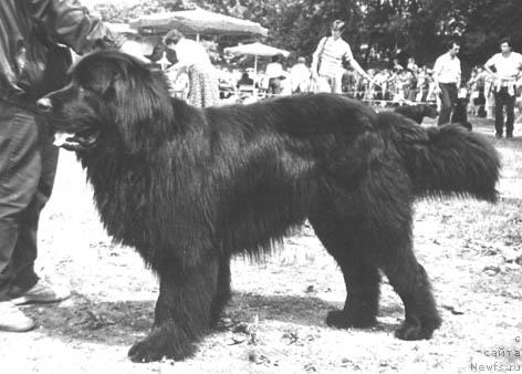 Фото: ньюфаундленд Цезарь Султ Ник