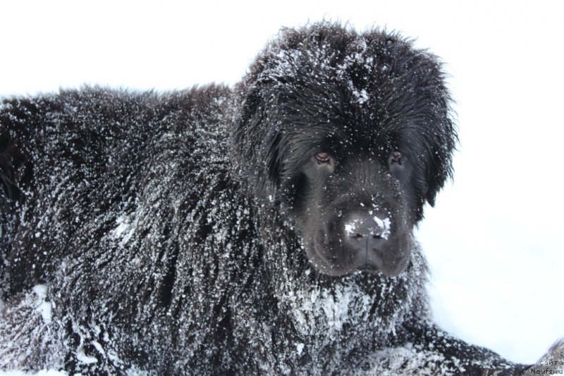 Фото: ньюфаундленд Анабелле Квин оф зэ Моунтайнс