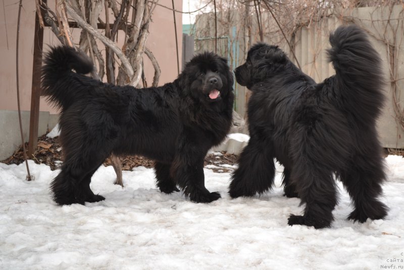 Фото: ньюфаундленд Талисман Моря Мишель, ньюфаундленд I'm Little Princess Midnight Bear