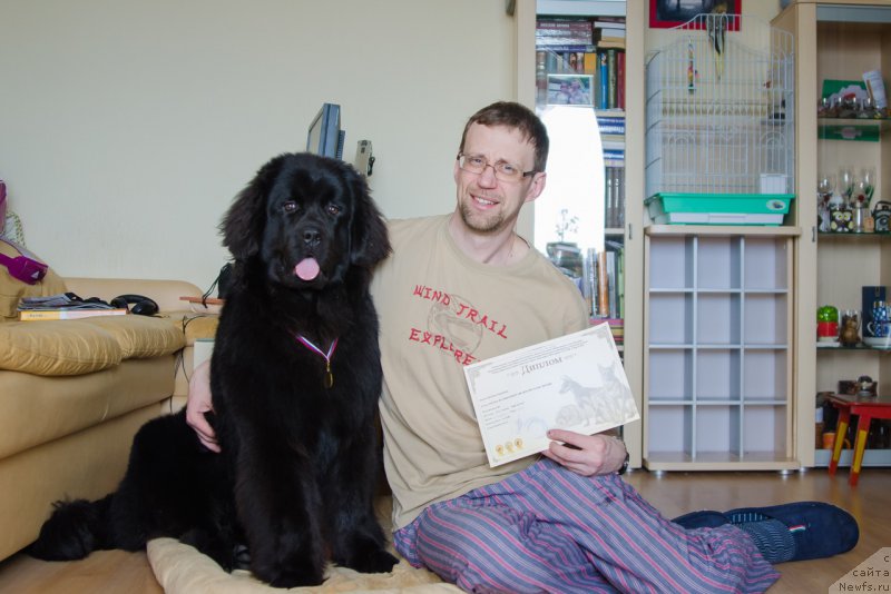 Фото: ньюфаундленд Хилда Фулфилмент оф Дреамс Блак Легенд (Hilda Fulfillment of Dreams Black Legend)