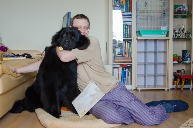 Фото: ньюфаундленд Хилда Фулфилмент оф Дреамс Блак Легенд (Hilda Fulfillment of Dreams Black Legend)