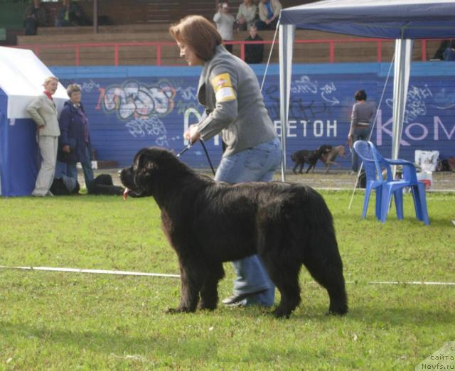 Фото: ньюфаундленд Бегущая по Волнам Вам и не Снилось (Begushaya po Volnam Vam I Ne Snilos)
