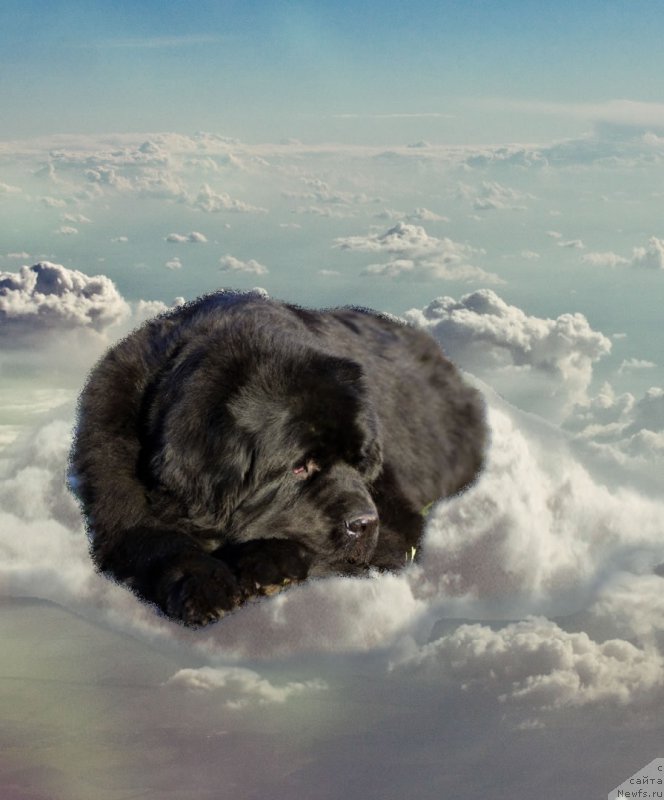 Фотография № 176442