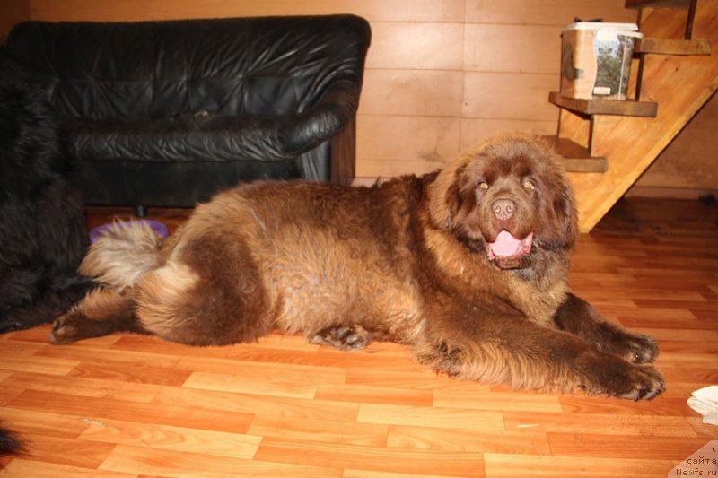 Фото: ньюфаундленд Браунблад МСК Хаким Голд Хайдар (Brownblood MSK Hakim Gold Haydar)