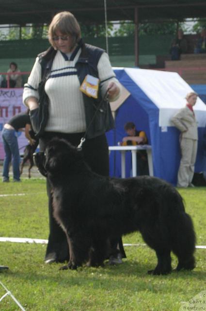 Фото: ньюфаундленд Смигар Шаловливый Медведь (Smigar Shalovlivy Medved)