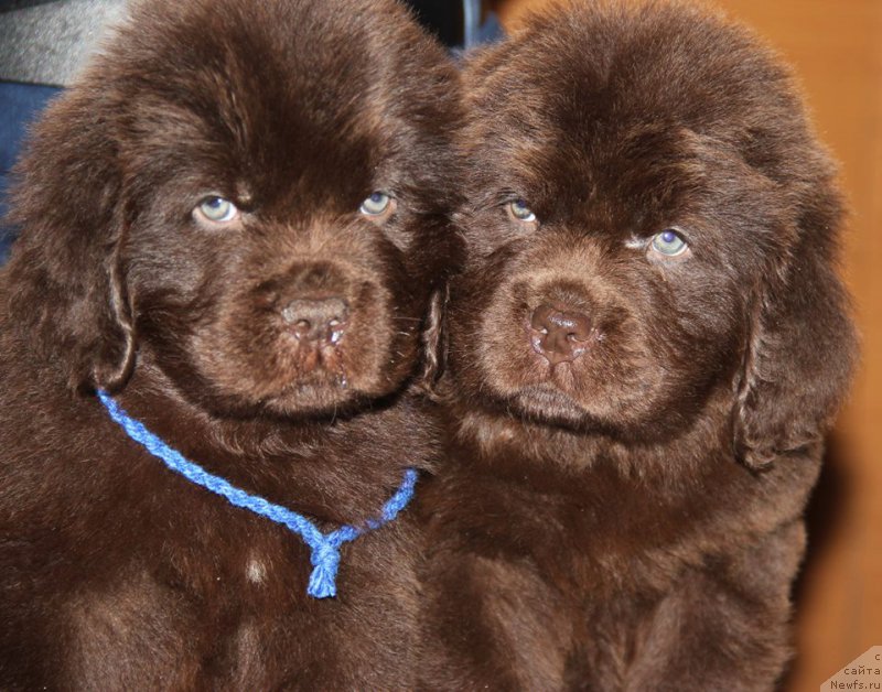 Фото: Сыновья, ньюфаундленд Ньюфорт Уитни Традиция Легенды