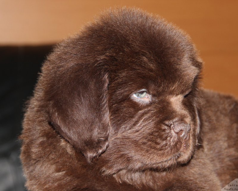 Фото: ньюфаундленд Ньюфорт Уитни Традиция Легенды