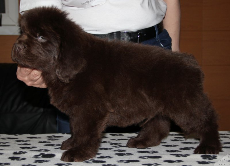 Фото: ньюфаундленд Ньюфорт Уитни Традиция Легенды