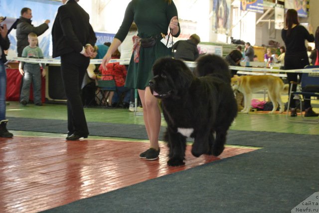 Фото: ньюфаундленд Сент Джонс Жирар Реми (Sent Djons Zhirar Remi)