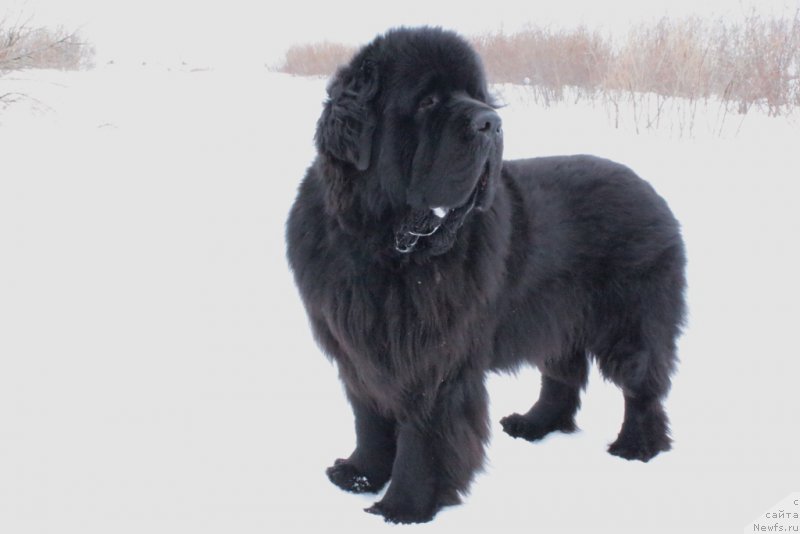 Фото: ньюфаундленд Бегущая по Волнам Зеро Коол