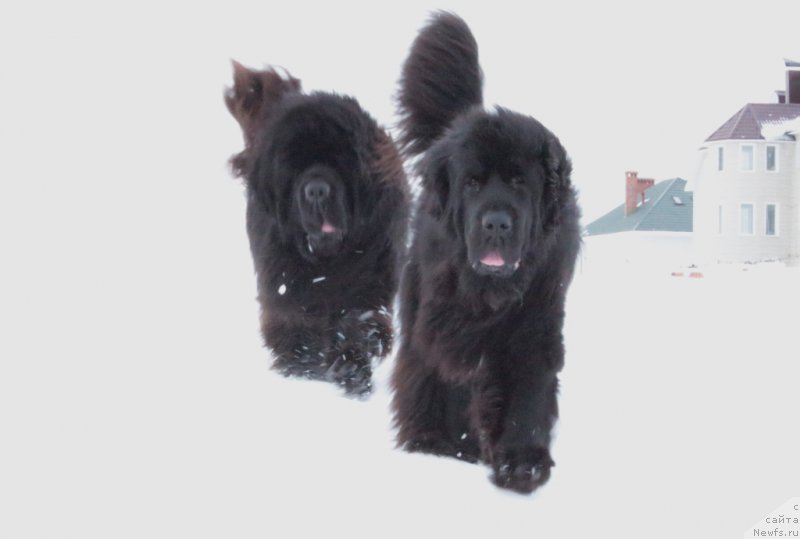 Фото: ньюфаундленд King of Helluland You Shock Me, ньюфаундленд Neretum Tribe Xagrid