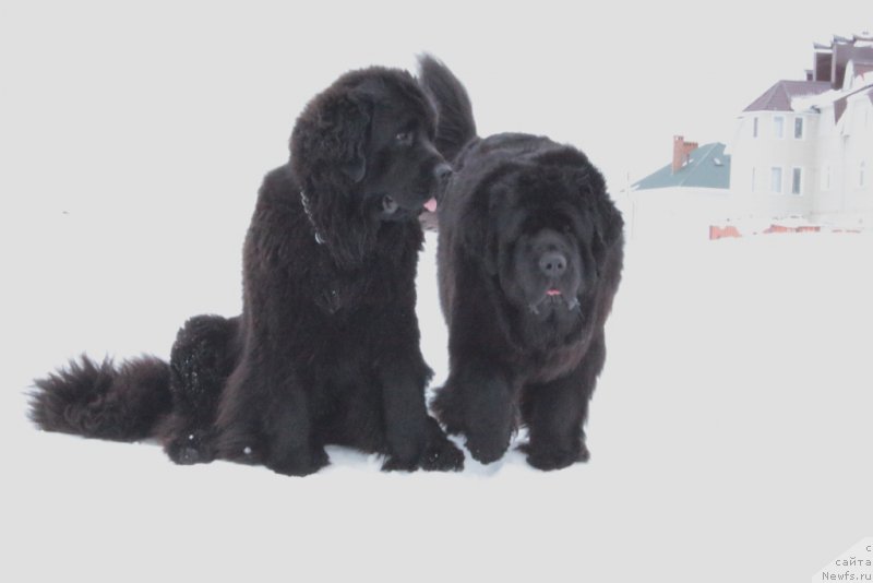 Фото: ньюфаундленд Анабелле Квин оф зэ Моунтайнс, ньюфаундленд Янтарная Мечта