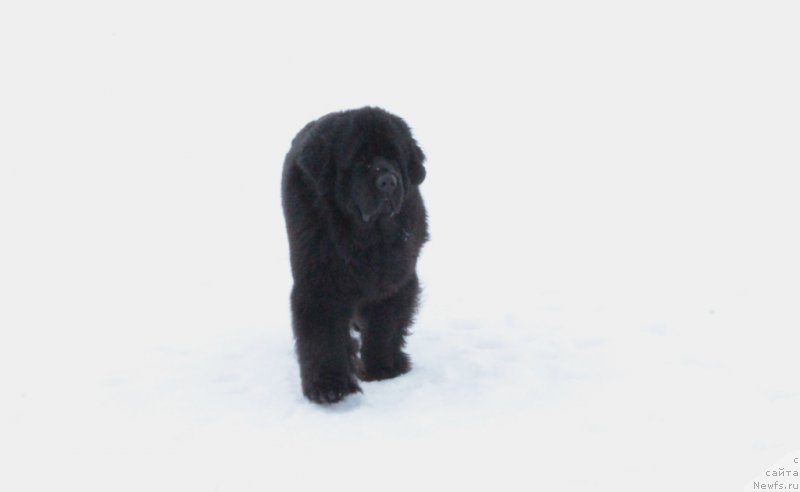 Фото: ньюфаундленд Янтарная Мечта