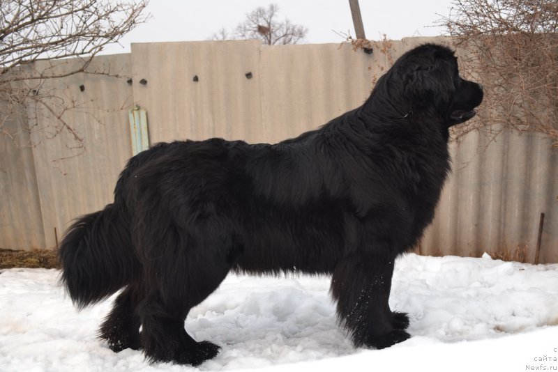 Фото: ньюфаундленд Талисман Моря Магия Волн