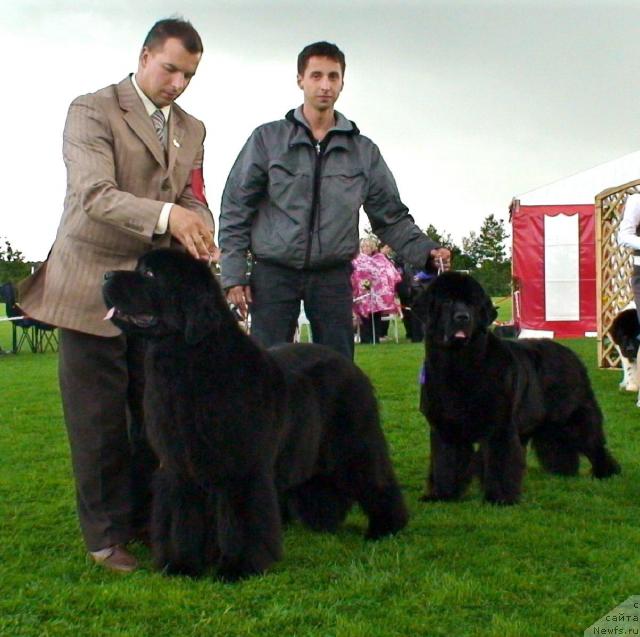 Фото: ньюфаундленд Skippers King of Helluland, ньюфаундленд Skippers Only You for Smigar, Александр Коротков, и Габор