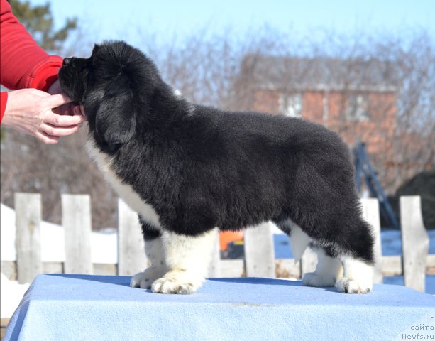 Фотография № 176503