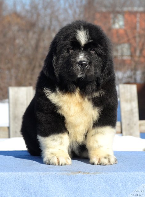 Фотография № 176505