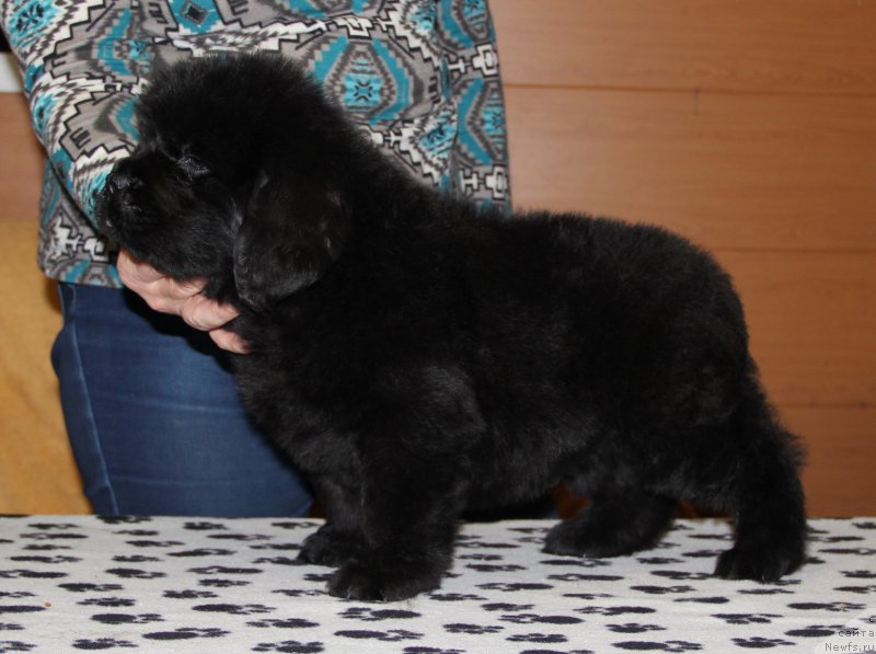 Фото: ньюфаундленд Ньюфорт Уитни Традиция Легенды