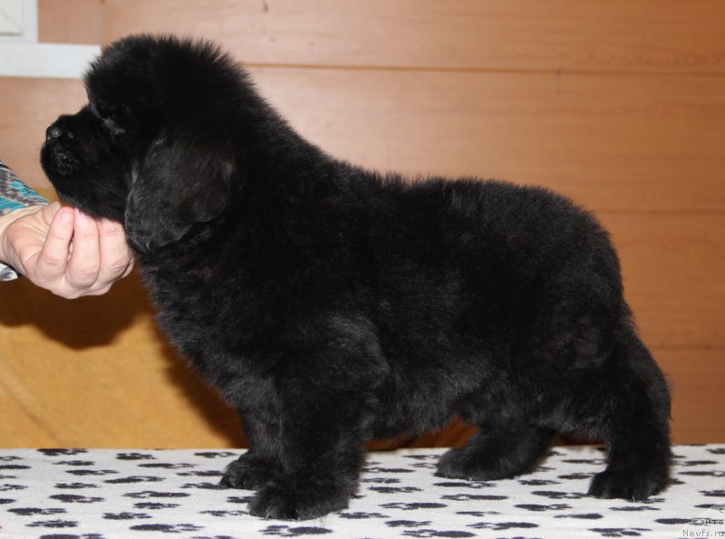 Фото: ньюфаундленд Ньюфорт Уитни Традиция Легенды