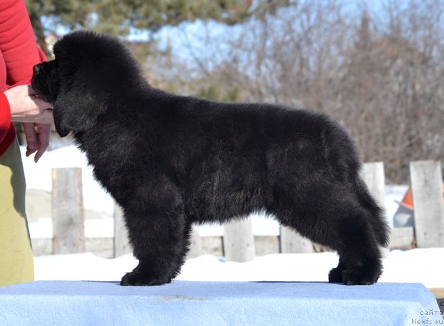 Фотография № 176521