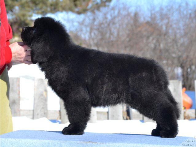 Фотография № 176522