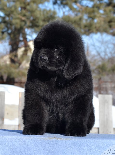 Фотография № 176523