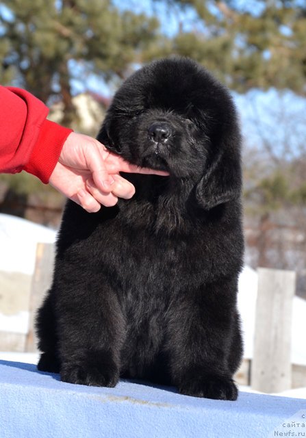 Фотография № 176524