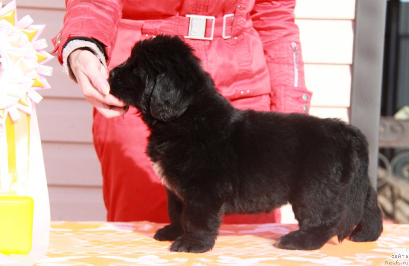 Фото: ньюфаундленд Аквиан Сонг Прекрасная Маркиза