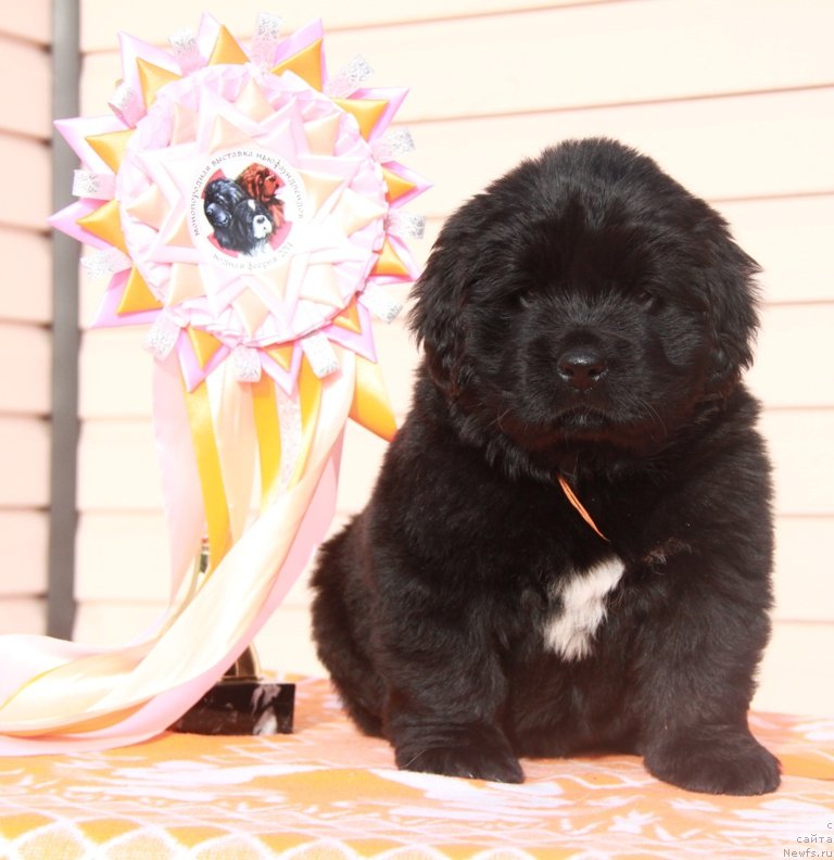 Фото: ньюфаундленд Аквиан Сонг Прекрасная Маркиза