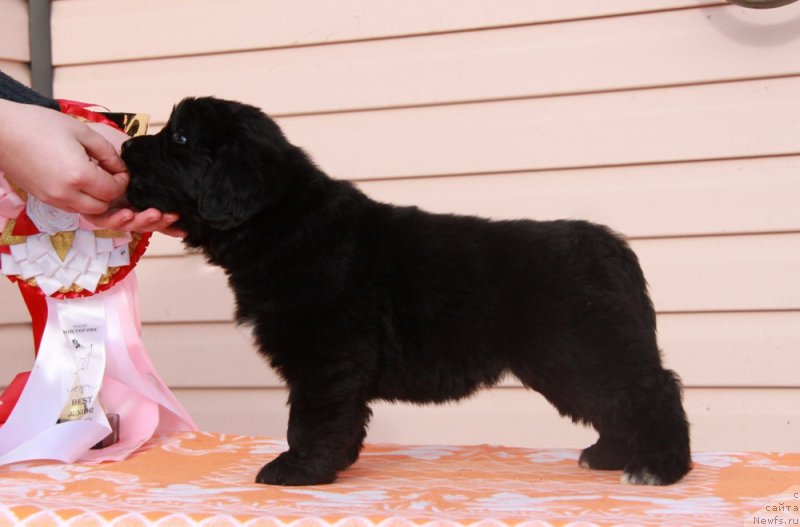 Фото: ньюфаундленд Аквиан Сонг Палома Пикассо