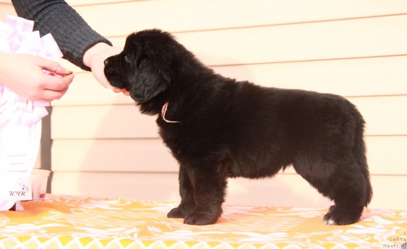 Фото: ньюфаундленд Аквиан Сонг Пинк Пантер