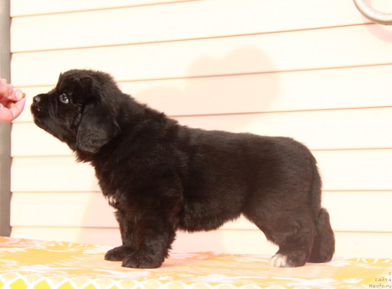 Фото: ньюфаундленд Аквиан Сонг Принцесс оф Найгт