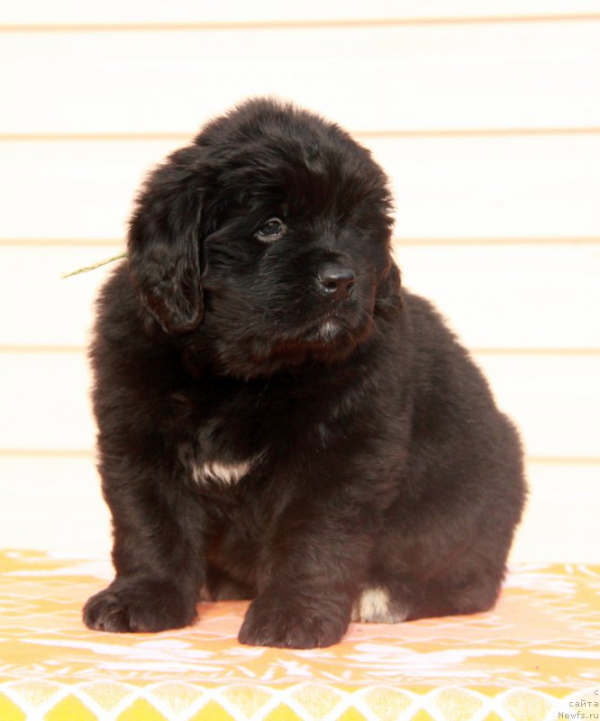 Фото: ньюфаундленд Аквиан Сонг Принцесс оф Найгт