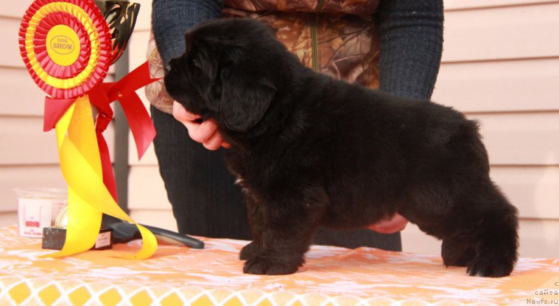 Фото: ньюфаундленд Аквиан Сонг Перфект Бэлла